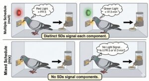 Compound vs Simple Schedules of Reinforcement: How to Read Exam Questions Without Getting Lost Compound vs Simple Schedules of Reinforcement: How to Read Exam Questions Without Getting LostGemini_Generated_Image_c17gtrc17gtrc17g_compressed