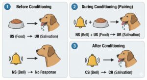 Respondent Conditioning (Classical Conditioning): Key Terms, Examples, and Common BCBA® Question Types By BCBA Mock Exam Respondent Conditioning (Classical Conditioning): Key Terms, Examples, and Common BCBA® Question Types By BCBA Mock ExamGemini_Generated_Image_z3da5dz3da5dz3da (2)_compressed