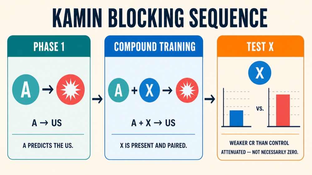 Kamin Blocking in Respondent Conditioning: ABA Concept Guide Kamin Blocking in Respondent Conditioning: ABA Concept Guidekamin-blocking-in-respondent-conditioning-aba-concept-guide-image-1
